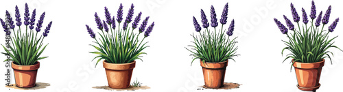Cut Out Set of Lavender plant in pot isolated on Transparent or white background, Vintage sketch vector illustration.