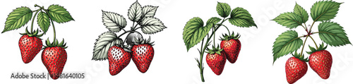 Cut Out Set of Strawberry plant with fruit isolated on Transparent or white background, Vintage sketch vector illustration.