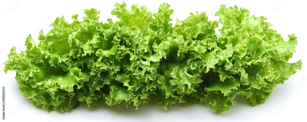 Obraz premium Fresh lettuce leaves, close-up, food (1)