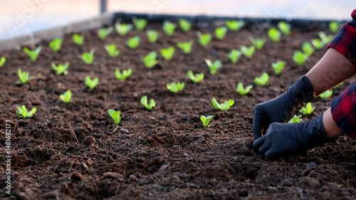 Hand of woman farmer growing vegetable in organic vegetable garden.
