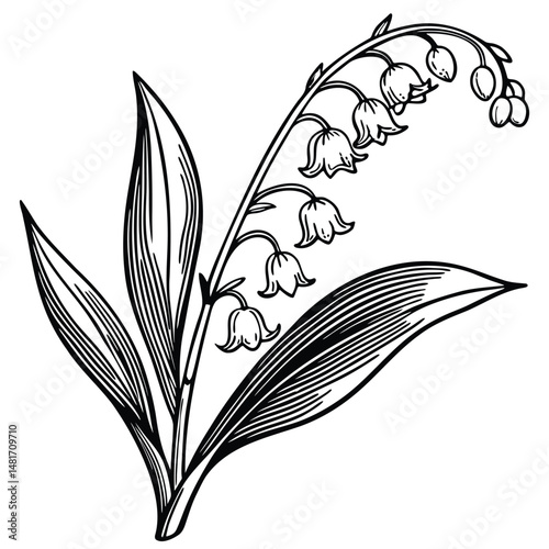 Detailed old botanical illustration of Lily of the Valley for collectors