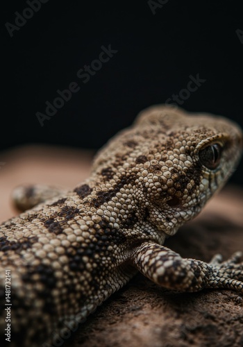 Close-Up Photo of a Gecko o...