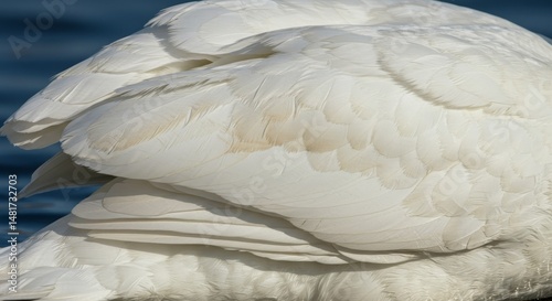 Close Up Photo of White Swa...