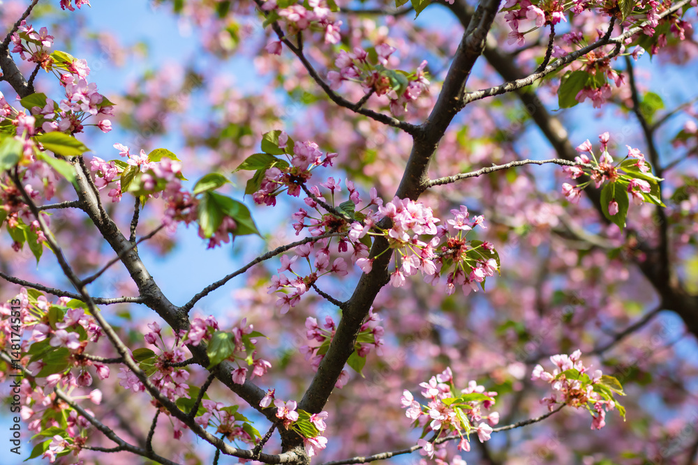 A tree with pink flowers and green leaves against a blue sky A tree with pink flowers and green leaves against a blue sky