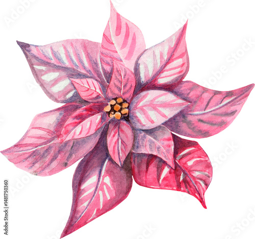 Naive Trendy. Watercolor Red Poinsettia Flower Illustration in Botanical Style for Christmas and Winter Decor  