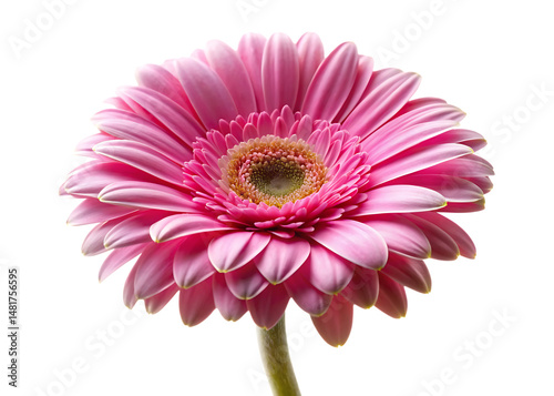pink gerber daisy isolated on white whiter background.