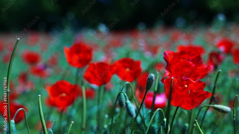 Bright red poppies in a large field. Spring.