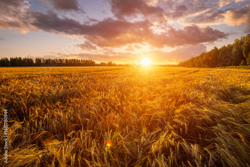 Scenic gold wheat field glistening in evening sun. Harvest landscape with golden sunset glow for agriculture concept. Rural autumn season background. Farm product promotion campaign.