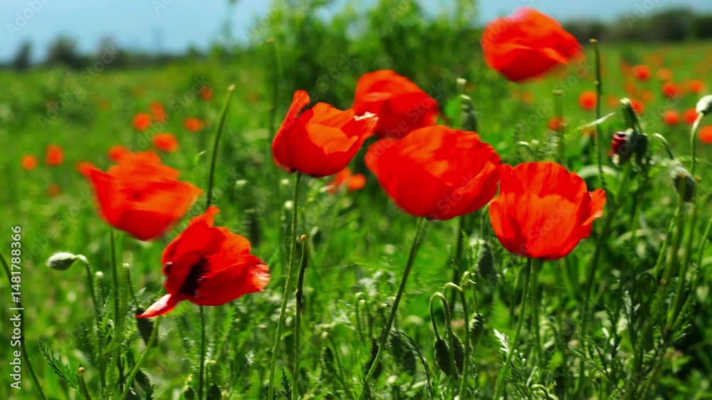 Bright red poppies in a large field. Spring. Bright red poppies in a large field. Spring.