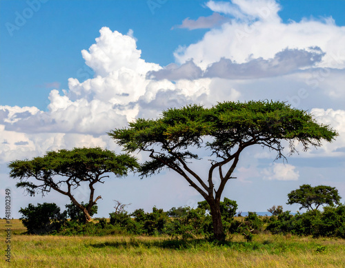 Iconic Kenyan flora, such as acacia trees silhouetted against the sky, showcasing the unique plant life of the region.