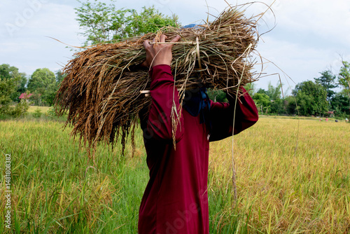 Canvas Print A farmer is carrying a bundle of rice.