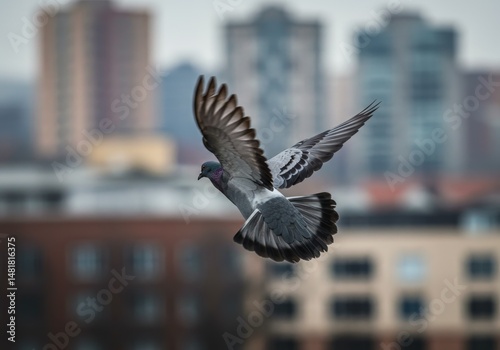 Photo of Pigeon in Flight O...