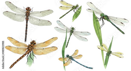 Watercolor Illustration Set...