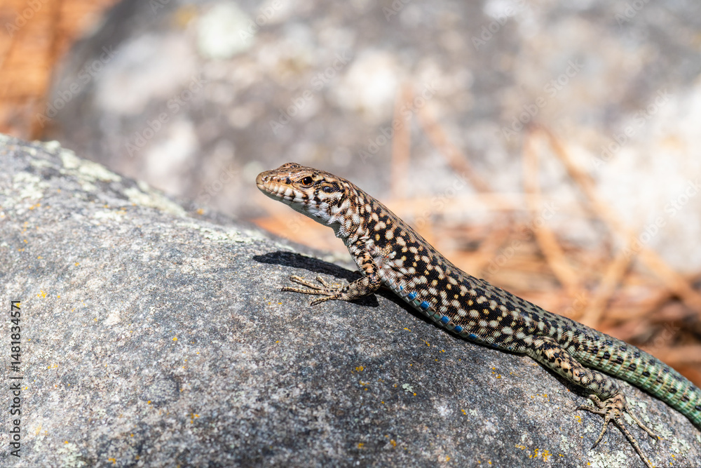 Fototapeta premium Lézard tyrrhénien (Podarcis tiliguerta) sur pierre au soleil en Corse