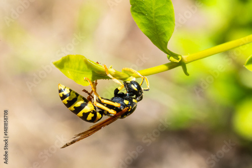 Poliste gaulois (Polistes dominula) sur plante, guêpe poliste en milieu naturel