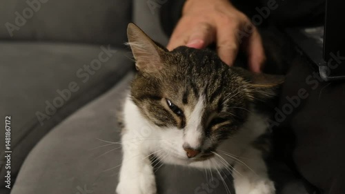 A man's hand strokes a striped gray cat. Enjoyment, relaxation, animals, kindness. High quality FullHD footage