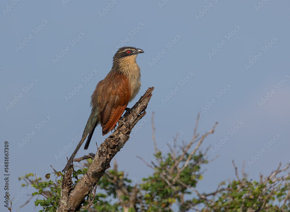 Fototapeta premium A coucal or rainbird, a large cuckoo bird, looks around as it perches on a dead branch at the top of a tree against a background of blue sky in the Kruger National Park in South Africa.