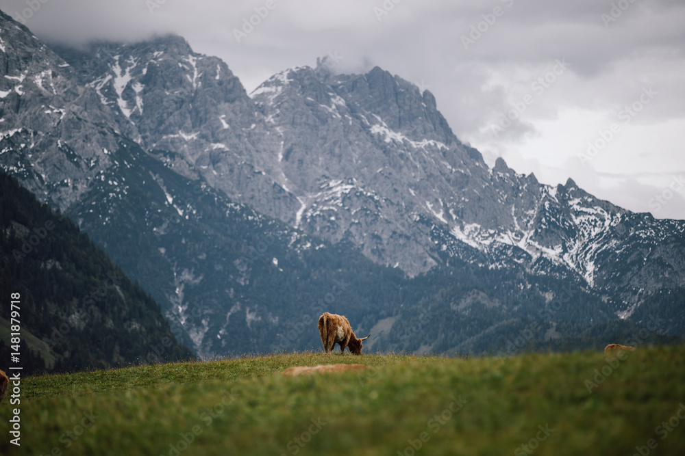 Highland cattle grazing on alpine meadow with snowy mountains behind Highland cattle grazing on alpine meadow with snowy mountains behind