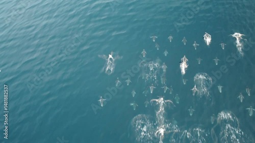 Dron view of gentoo penguins swimming into the ocean. 4k video.