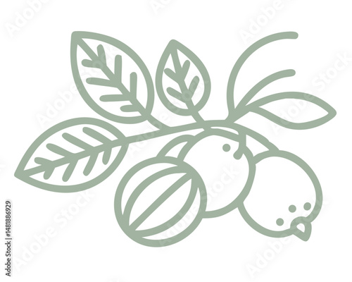 Billy Goat Plum Line Art Illustration