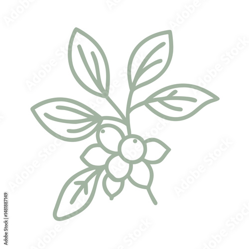 Calophyllum Inophyllum Branch Minimalist Illustration