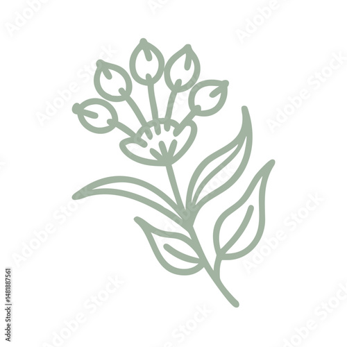 Philotheca Salsolifolia Line Art Illustration