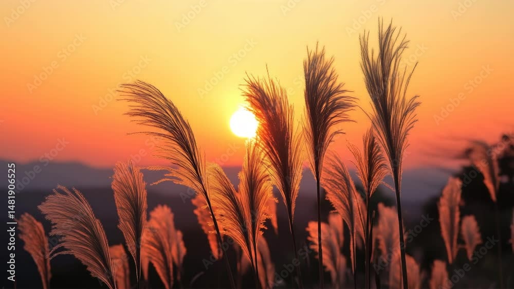 夕日に照らされるススキの穂 夕日に照らされるススキの穂