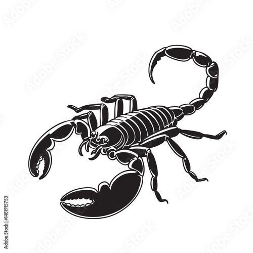 scorpion on white background