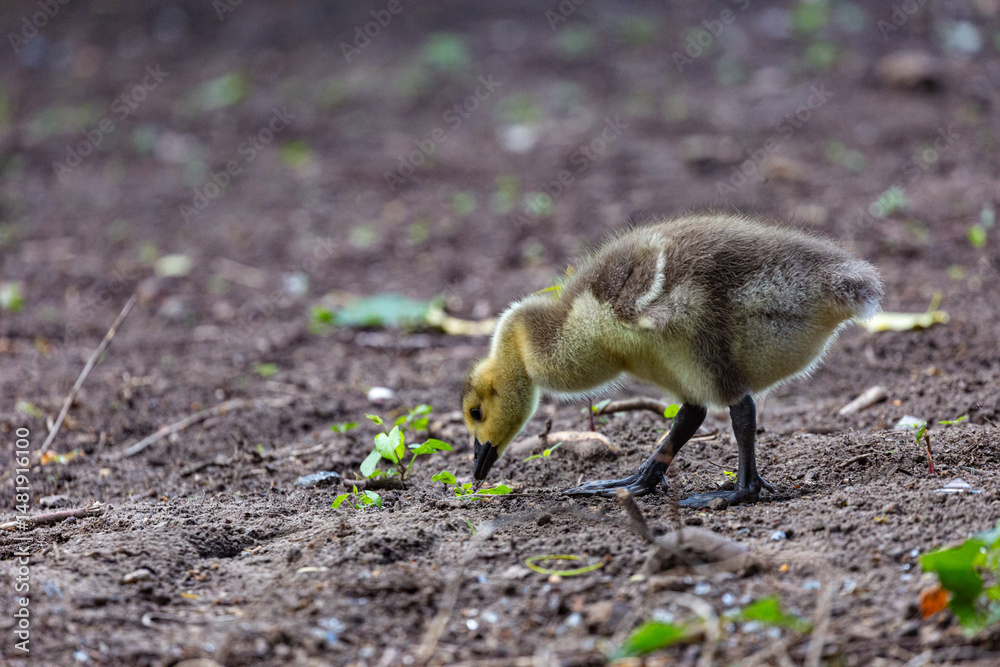Canadian gosling on grass field
