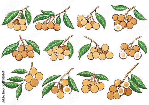 “Thai Longan Delight – Nature’s Sweet Vector Set”