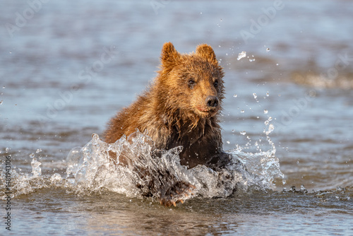 Ruling the landscape, brown bears of Kamchatka (Ursus arctos beringianus)