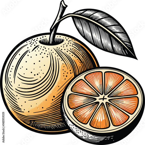 Whole orange with slice vintage illustration juicy citrus fruit