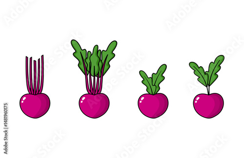 Beetroot Clipart Vector (Beta vulgaris) – Organic Vegetable Illustration for Farm and Kitchen Designs