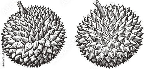 Durian Fruits Black and White Vector Illustration