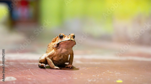 Asian black spined toad, Duttaphrynus melanostictus, invasive amphibian reptile, yellow brown color, dark spots and warts, India