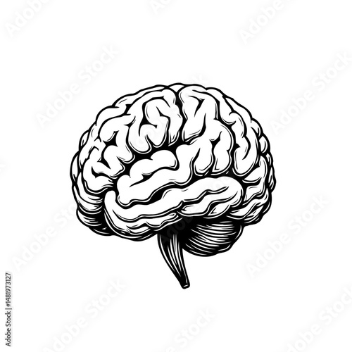 Detailed anatomical illustration of a human brain with complex convolutions