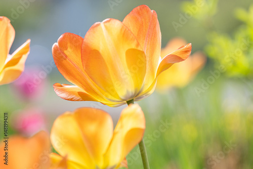 orange Tulpenblüten