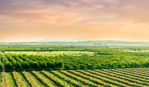 Wallpaper Mural green spring farmland landscape of beautiful field with rows of vegetables and young fresh gardens with wonderful yellow hills and golden sunset or sunrise on background Torontodigital.ca