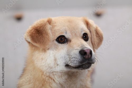 funny red mongrel puppy portrait