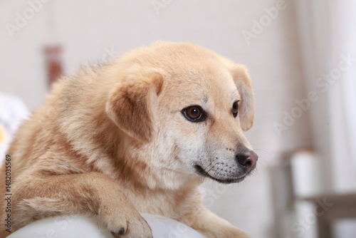 funny red mongrel puppy portrait