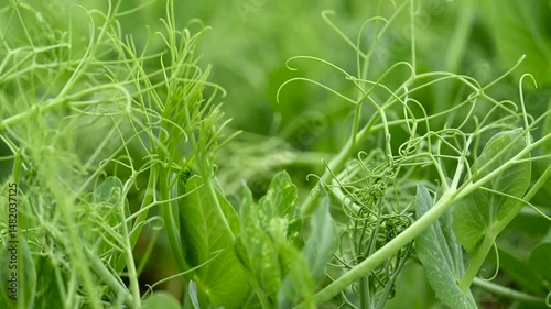 Wallpaper Mural green pea field Torontodigital.ca