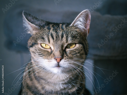 portrait of a cat