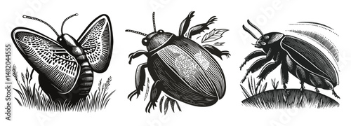 Intricate Black and White Insect Illustrations in Vector Style Design