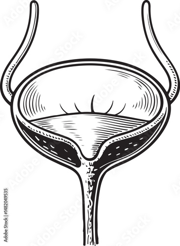Bladder, Urinary System, Human Anatomy, Organ, Black and White Vector Illustration, Sketch Drawing Line Linear Symbol Icon Engraving, Hand-drawn Isolated