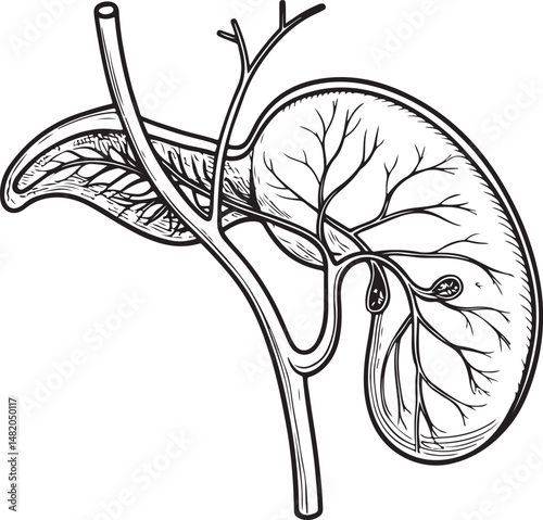 Gallbladder, Human Anatomy, Organ, Black and White Vector Illustration, Sketch Drawing Line Linear Symbol Icon Engraving, Hand-drawn Isolated