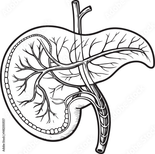 Gallbladder, Human Anatomy, Organ, Black and White Vector Illustration, Sketch Drawing Line Linear Symbol Icon Engraving, Hand-drawn Isolated
