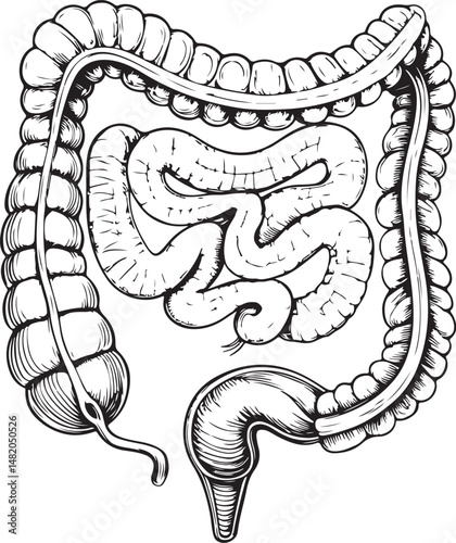 Intestines, Big and Small, Human Anatomy, Organ, Black and White Vector Illustration, Sketch Drawing Line Linear Symbol Icon Engraving, Hand-drawn Isolated