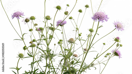 Herbal medicine plant Knautia arvensis or Field scabious on white or transparent background