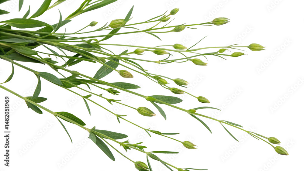 Naklejka premium Herbal medicine plant Linum usitatissimum or Flaxseed on white or transparent background