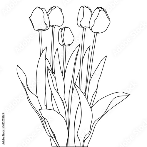 Blooming Outline Spring Tulip Flowers